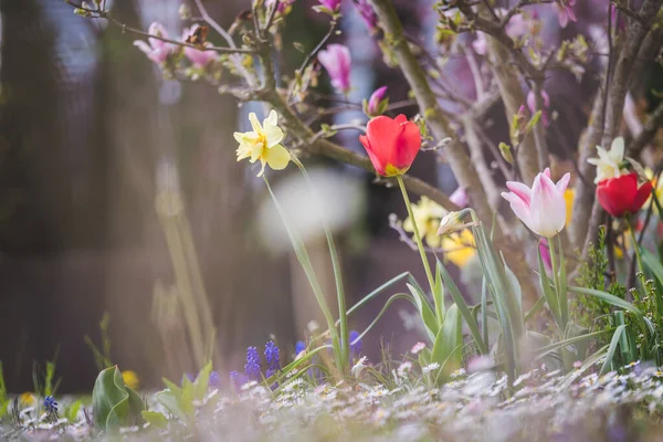 春天里美丽的花朵 多姿多彩的花朵和郁金香 — 图库照片