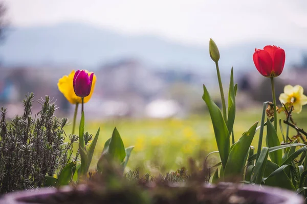 Gyönyörű Tavaszi Idő Virág Táj Színes Virágok Tulipánok — Stock Fotó
