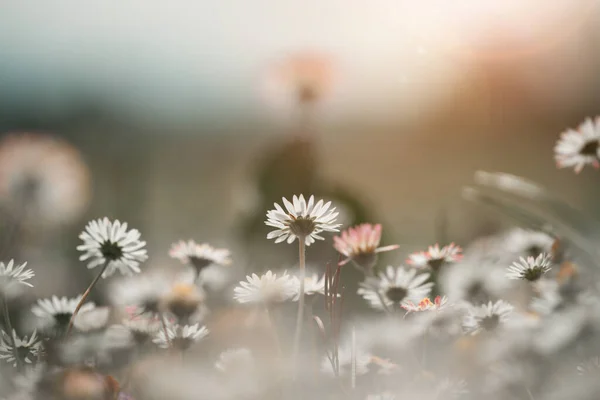 Close Foto Van Madeliefje Bloesems Het Voorjaar — Stockfoto