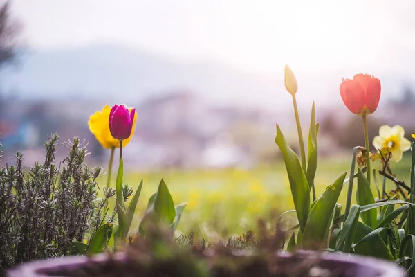 Mooie Lente Bloem Landschap Met Kleurrijke Bloesems Tulpen — Stockfoto