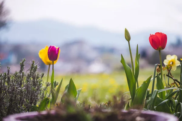 色とりどりの花とチューリップの美しい春の時間の花の風景 — ストック写真
