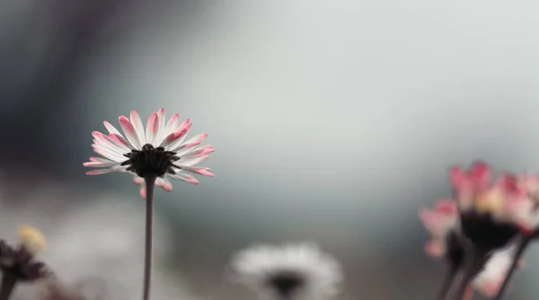 Close Foto Van Madeliefje Bloesems Het Voorjaar — Stockfoto