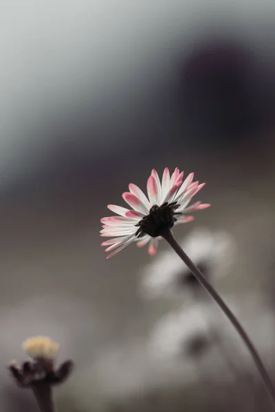 Närbild Tusensköna Blommor Våren — Stockfoto