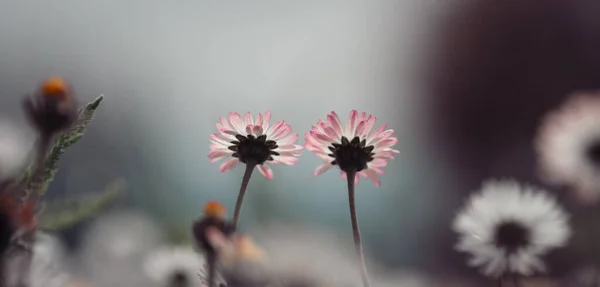 Gros Plan Sur Les Fleurs Marguerite Printemps — Photo