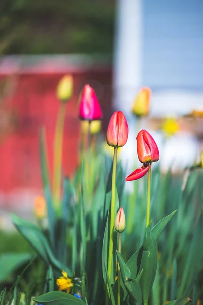 Gyönyörű Tavaszi Idő Virág Táj Színes Virágok Tulipánok — Stock Fotó