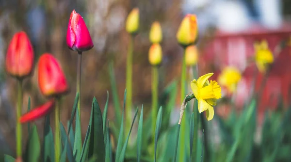 Mooie Lente Bloem Landschap Met Kleurrijke Bloesems Tulpen — Stockfoto