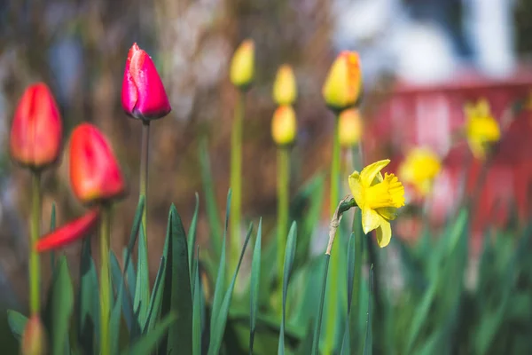 色とりどりの花とチューリップの美しい春の時間の花の風景 — ストック写真