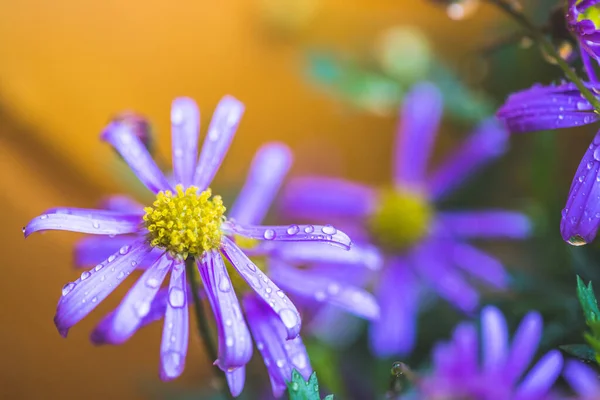 Nahaufnahme Von Violetten Blüten Mit Frischen Wassertropfen — Stockfoto