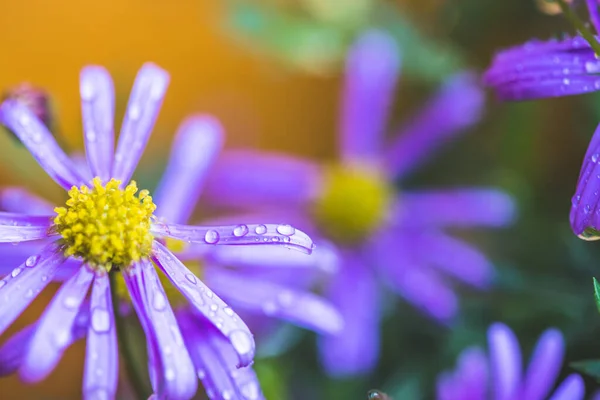 Gros Plan Fleur Violette Avec Des Gouttes Eau Fraîches — Photo