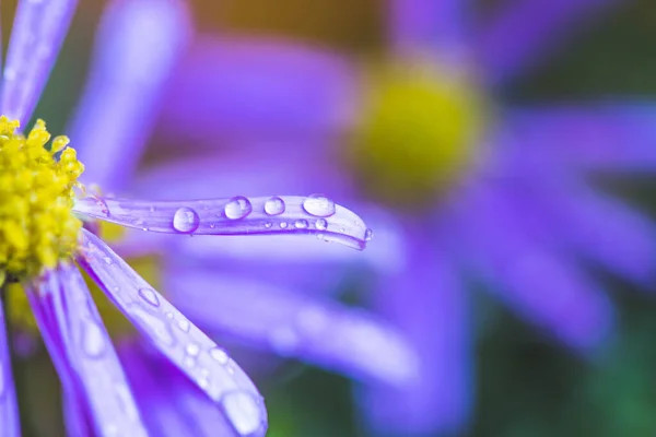 Закрыть Фиолетовый Бобс Свежими Каплями Воды — стоковое фото