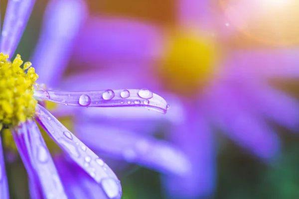 用新鲜的水滴把紫色的花包好 — 图库照片