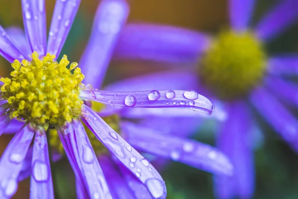 Gros Plan Fleur Violette Avec Des Gouttes Eau Fraîches — Photo