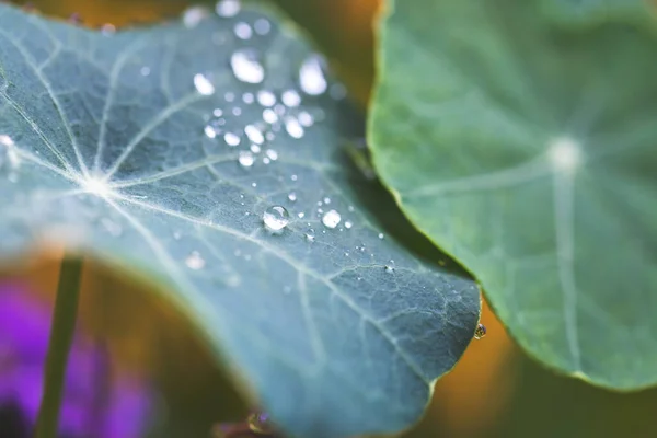 Κοντινό Πλάνο Του Νερού Σταγόνες Πράσινο Φύλλο Μετά Βροχή Φρεσκάδα — Φωτογραφία Αρχείου
