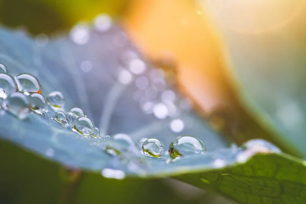 Närbild Vattendroppar Gröna Löv Efter Regn Fräschhet Och Miljö — Stockfoto