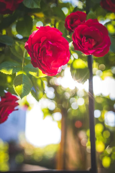 Nahaufnahme Bild Von Roten Rosen Eigenen Garten Frühling — Stockfoto