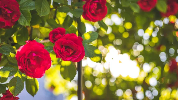 Nahaufnahme Bild Von Roten Rosen Eigenen Garten Frühling — Stockfoto