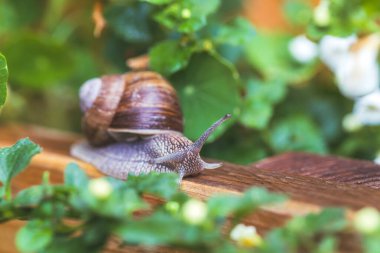 Yağmurdan sonra kendi bahçesinde sürünen salyangoz.