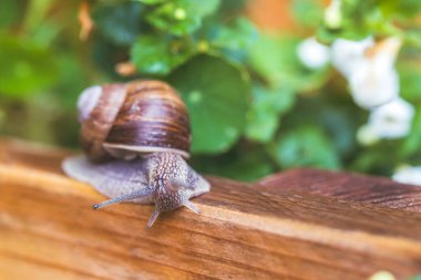 Yağmurdan sonra kendi bahçesinde sürünen salyangoz.