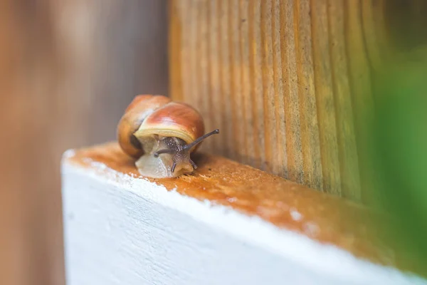 Snail Crawling Own Garden Rain Close — 스톡 사진