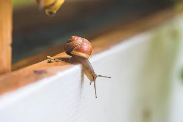 Lumaca Strisciare Nel Proprio Giardino Dopo Pioggia Vicino — Foto Stock