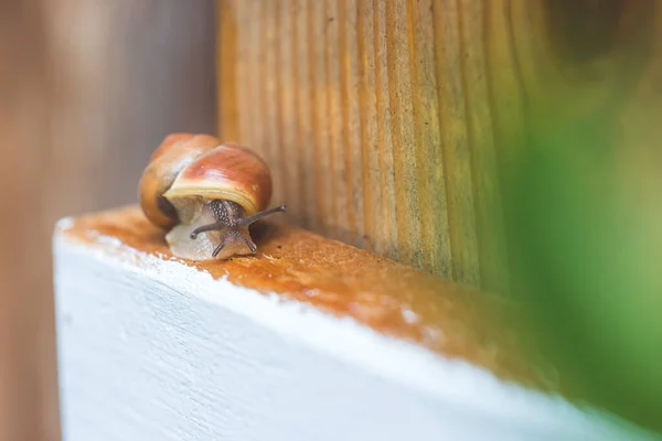 雨の後で自分の庭を這うカタツムリ 閉じる — ストック写真