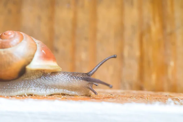 Snail Crawling Own Garden Rain Close — Stock Photo, Image