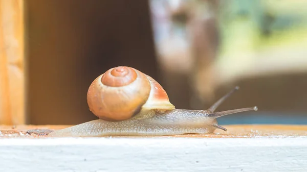 Snail Crawling Own Garden Rain Close — 스톡 사진