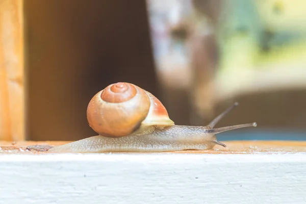 Snail Crawling Own Garden Rain Close — 스톡 사진