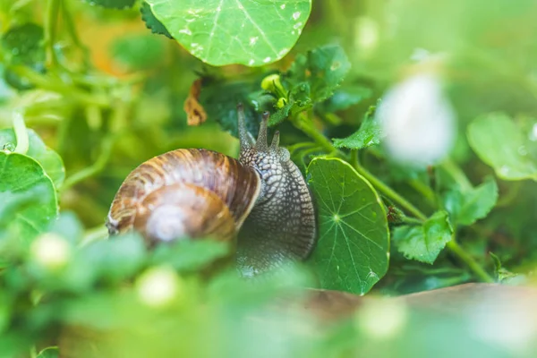 Snail Crawling Own Garden Rain Close — 스톡 사진