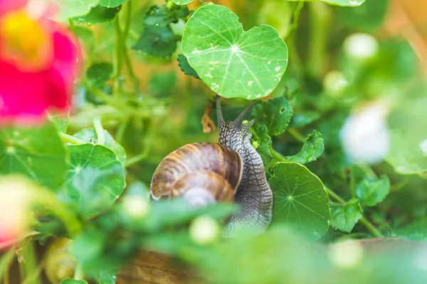 Snail Crawling Own Garden Rain Close — Stock Photo, Image