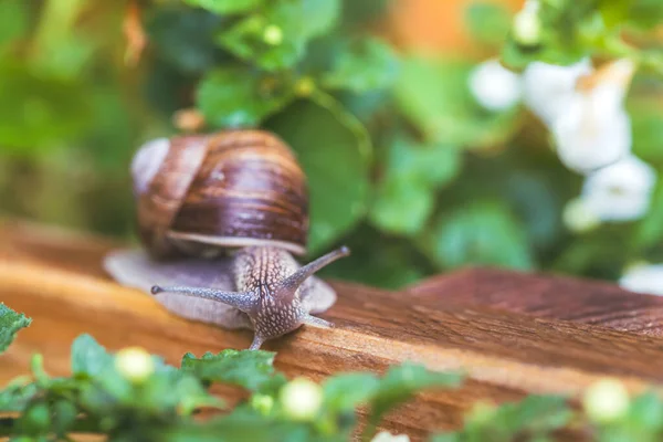 Šneci Plazí Zahradě Dešti Zblízka — Stock fotografie