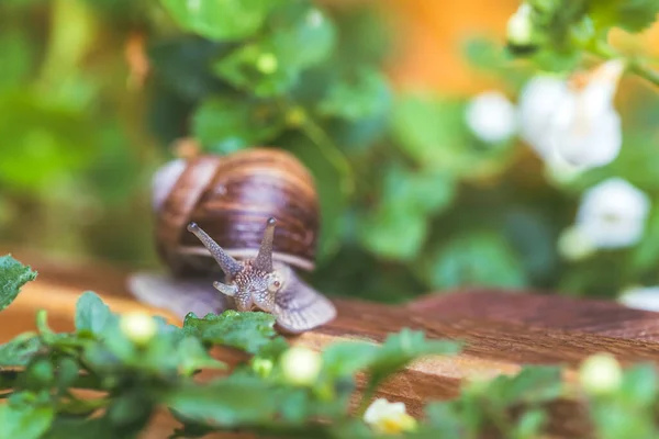 Snail Crawling Own Garden Rain Close — Stock Photo, Image