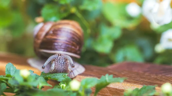 Snail Crawling Own Garden Rain Close — 스톡 사진