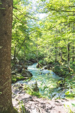 Avusturya, Bluntautal 'daki güzel orman manzarası