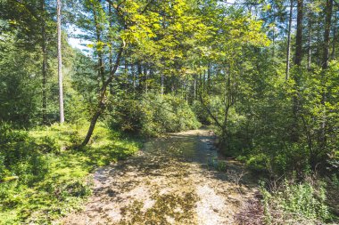 Avusturya, Bluntautal 'daki güzel orman manzarası