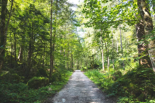 Όμορφο Τοπίο Δάσος Στο Bluntautal Αυστρία — Φωτογραφία Αρχείου