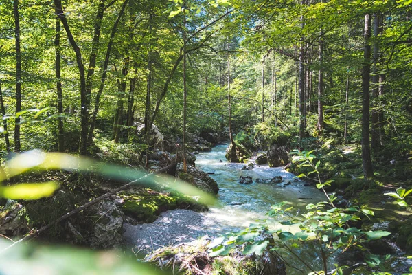 Чудові Ландшафти Лісів Блунтауталі Австрія — стокове фото