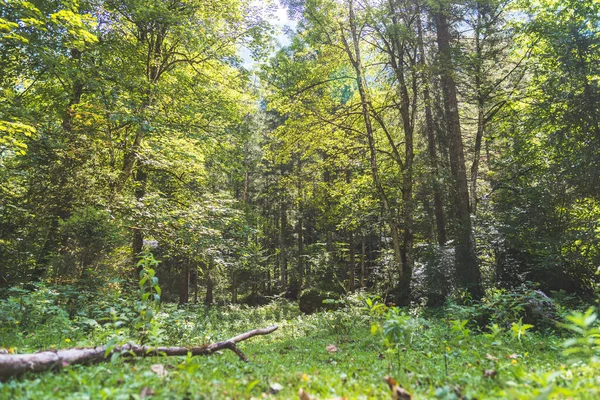 Krásná Lesní Krajina Bluntautalu Rakousko — Stock fotografie