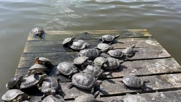Turtles resting in the water — Stock Video