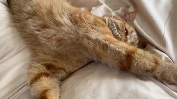 Ginger gato descansando na cama — Vídeo de Stock