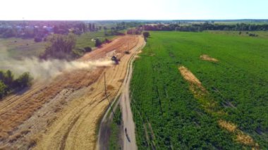 Hasat hasatçısı buğday toplar. Drone videosu.