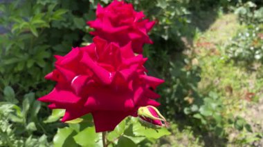 Yakın plan dekoratif kırmızı gül. Kırmızı güller. Parkta kırmızı gülleri yakın çekim. 