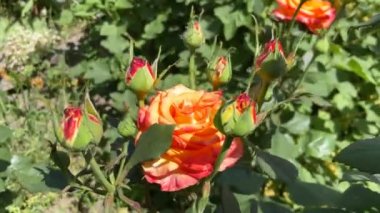 Yakın plan dekoratif sarı gül. Sarı-kırmızı güller