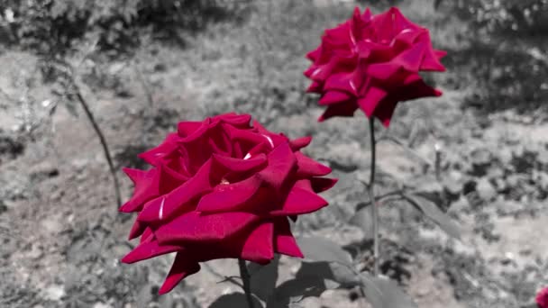Black and white video, red rose highlighted. Closeup decorative red rose — Stock Video