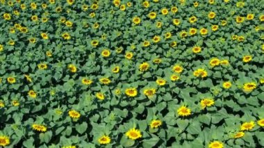 Ayçiçeği sıraları ve sarı taç yaprakları olan manzara..
