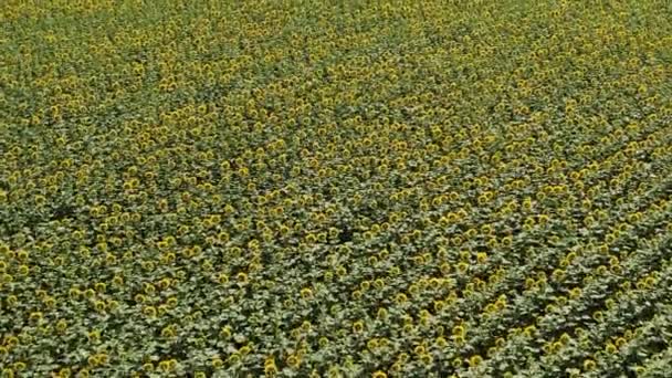 Belos campos de girassóis florescendo. Pássaros vista dos campos de girassol — Vídeo de Stock