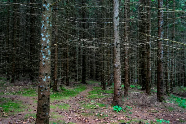 Periler Bahçesi Borsec Romanya Dan Bir Köknar Ormanı — Stok fotoğraf