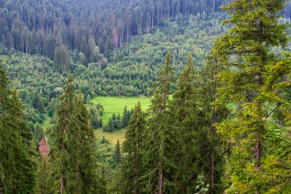 Paisaje Bosque Abeto Del Jardín Las Hadas Borsec Rumania —  Fotos de Stock