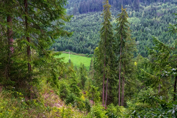 Paisaje Bosque Abeto Del Jardín Las Hadas Borsec Rumania — Foto de Stock