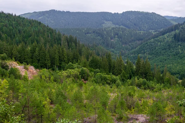 Paisaje Bosque Abeto Del Jardín Las Hadas Borsec Rumania — Foto de Stock